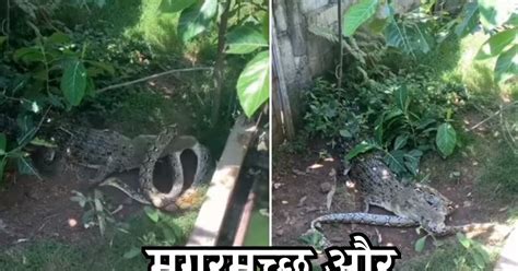 Python Vs Crocodile に対する画像結果