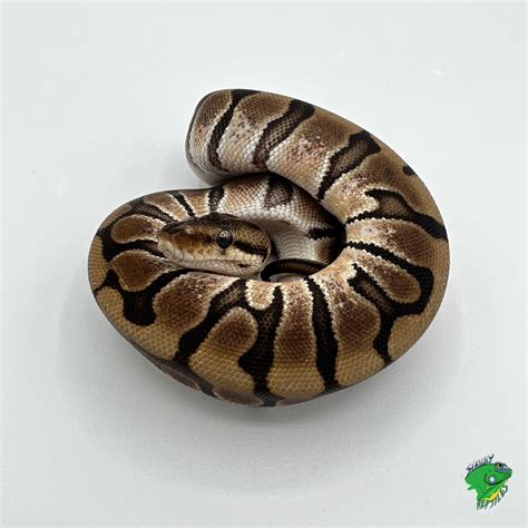 Image result for Woma Ball Python Morph