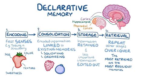 Image result for Declarative Memory Example