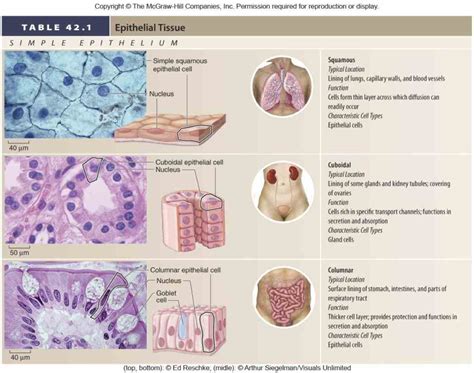 Epithelial Tissue Types に対する画像結果