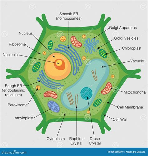 Image result for Cell Graphical