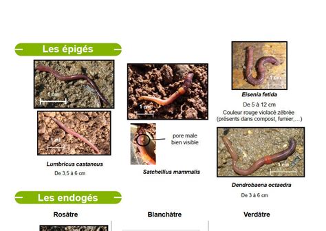 Image result for Classification Des Vers