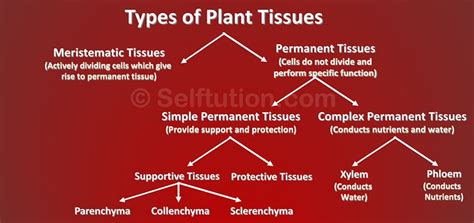 Image result for Plant Cell Tissue Types