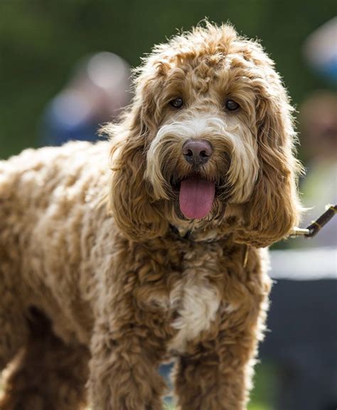 Afbeeldingsresultaten voor Cockapoo Adult Dogs