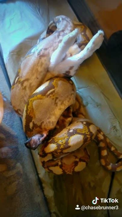 Afbeeldingsresultaten voor Reticulated Python Eating Rabbit