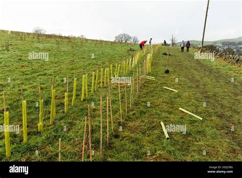 Image result for Typical Native Hedge Planting Plan