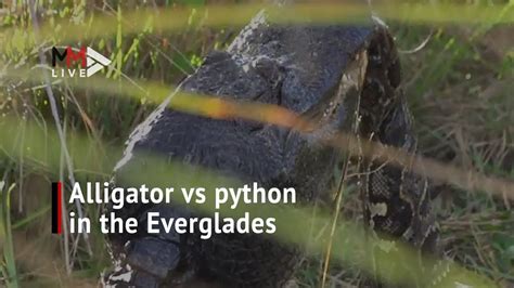 Image result for Alligator vs Python