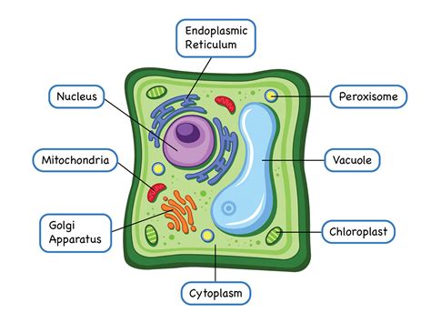 Plant Cell Diagram :: Behance
