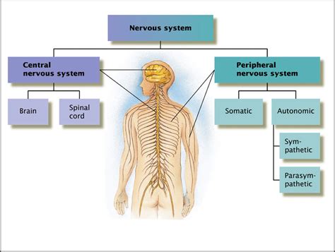 Image result for Peripheral Nervous System Structure