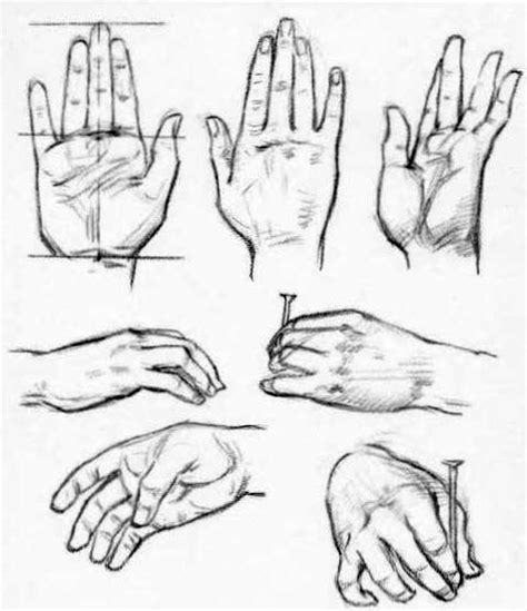 Image result for Basic Hand Reference Drawing