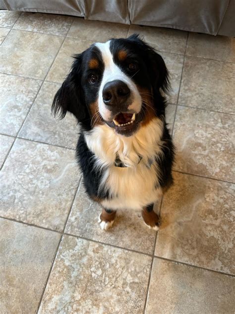 Afbeeldingsresultaten voor Java Newest Logo