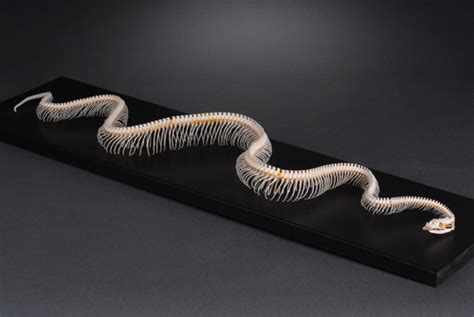 Image result for Python Bones