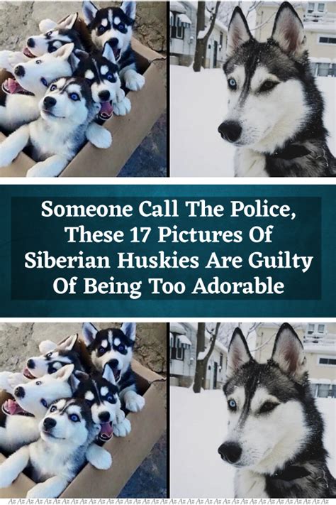 Image result for Guilty Huskies