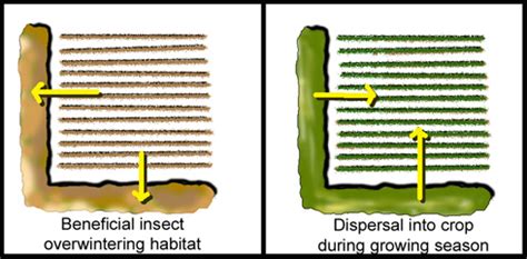 Image result for Defencable Buffer Planting