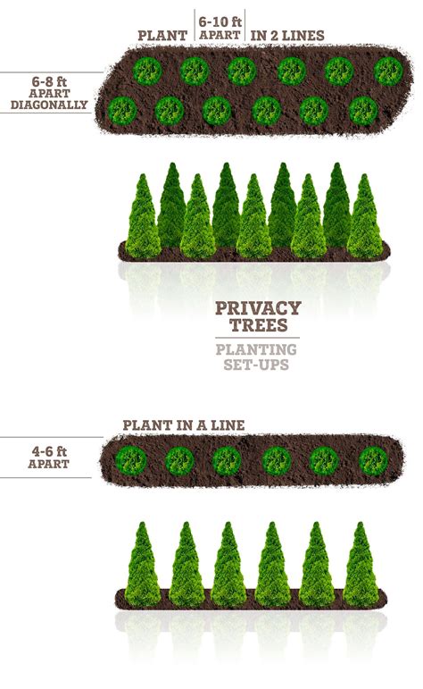 Hedge Planting Spacing Guide に対する画像結果