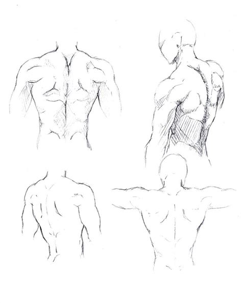Image result for Back Torso Drawing