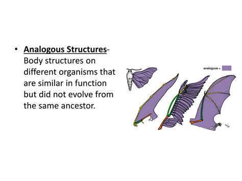 Image result for Types Of Evolutionary Model