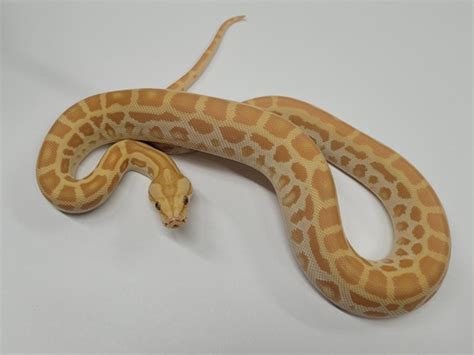 Image result for Pearl Burmese Python