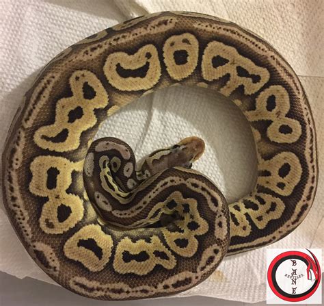 Ball Python Morph Arctic に対する画像結果