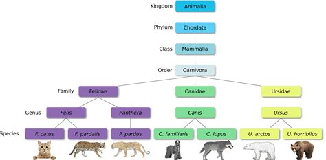 Afbeeldingsresultaten voor Taxonomic Tree Example