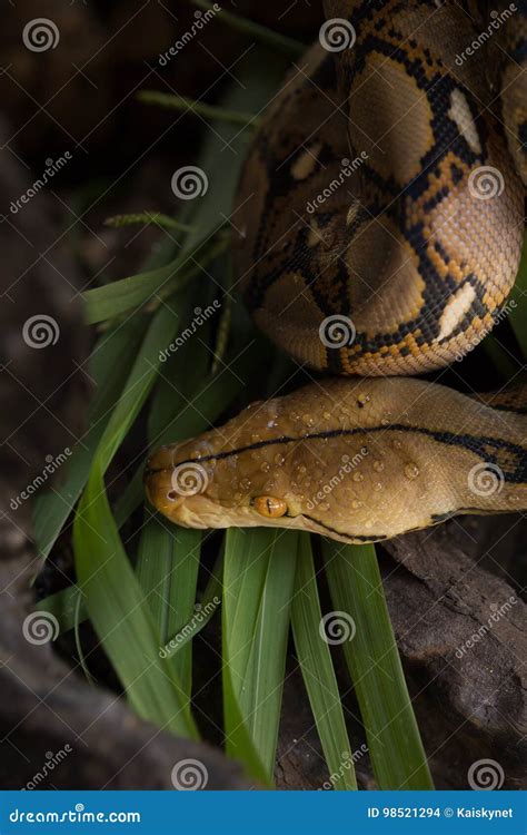Boa vs Reticulated Python に対する画像結果