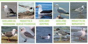 Types De Vers に対する画像結果