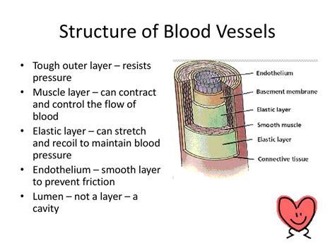 Image result for Tissue Blood Layers