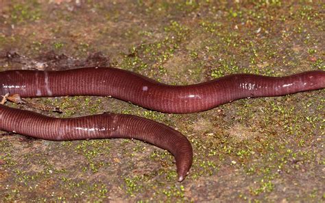 Types De Vers に対する画像結果