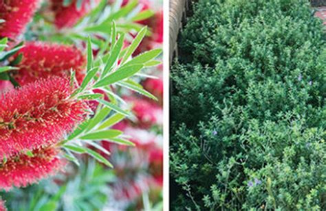 Image result for Typical Native Hedge Planting Plan