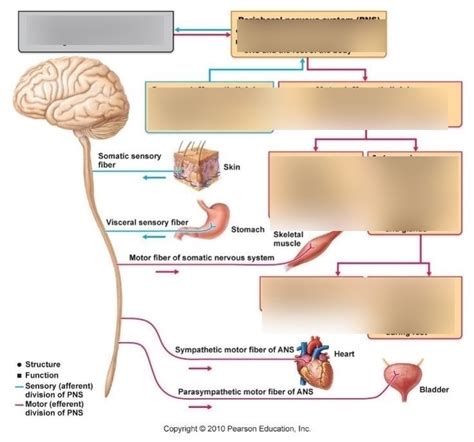 Image result for Flow Chart of Classification of PNS