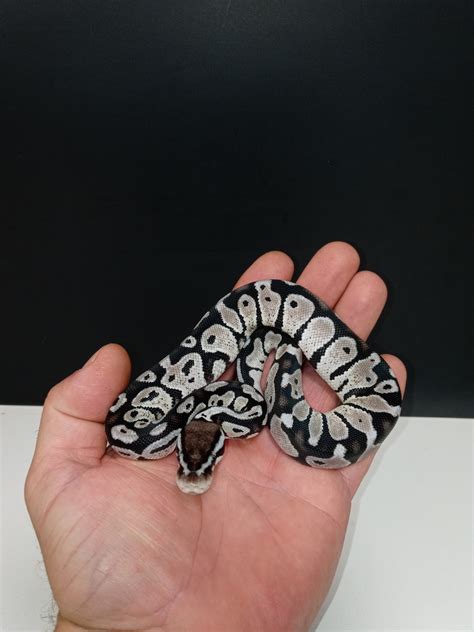 Afbeeldingsresultaten voor Axanthic Pastel Ball Python