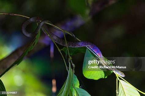 Snake with Triangle Pattern に対する画像結果