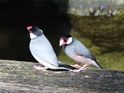 Image result for Java Finch Gender
