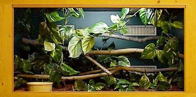 Image result for Green Tree Python Cage