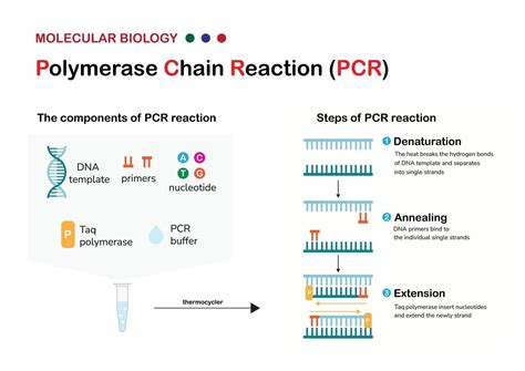 How Do PCR Tests Work に対する画像結果
