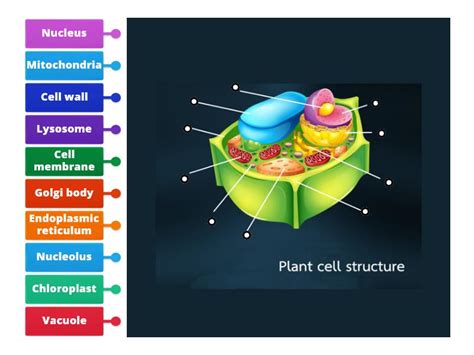 Plant cell structure - Labelled diagram