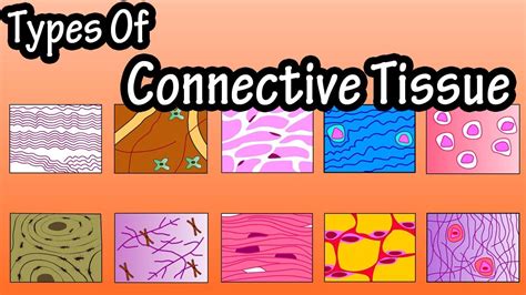 Image result for 5 Types of Connective Tissue