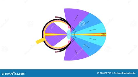 Image result for How to Chart Normal Peripheral Vision Result Example