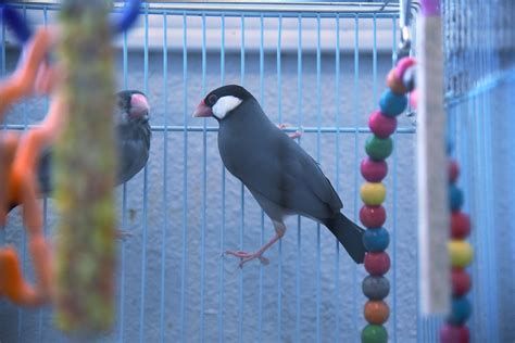 Image result for Java Finch Gender