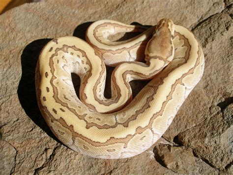 Image result for Kingpin Ball Python