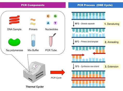 Amplification Process Visualization కోసం చిత్ర ఫలితం