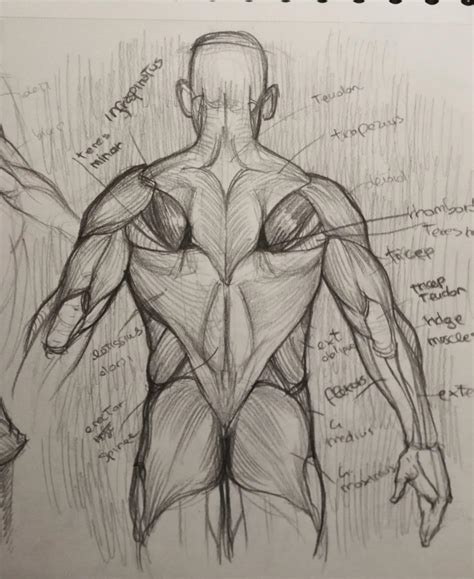 Résultat d’images pour Back Muscles Drawing Arms