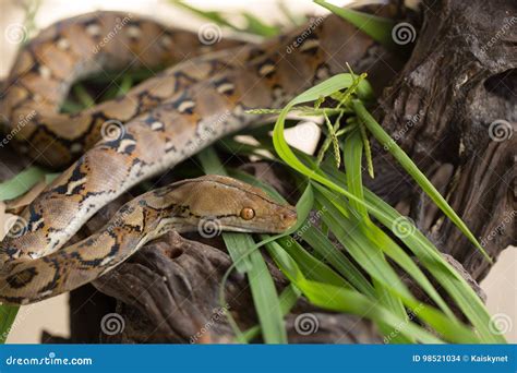 Boa vs Reticulated Python に対する画像結果