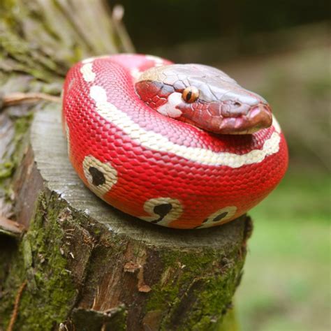 Image result for Red Blood Ball Python