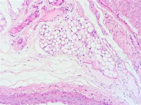 Heart Muscle Tissue に対する画像結果