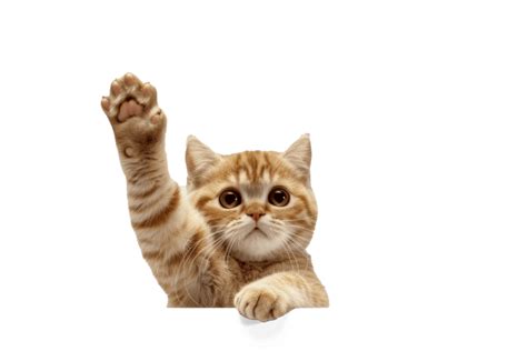 Image result for Scratch Cat Icon Transparent