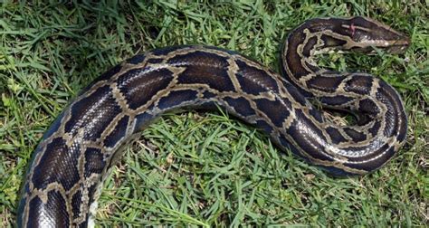 Toradh íomhá ar Python Sqrt