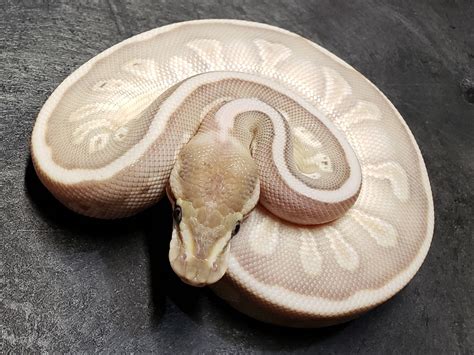 Woma Python Desert Terrarium-এর ছবি ফলাফল