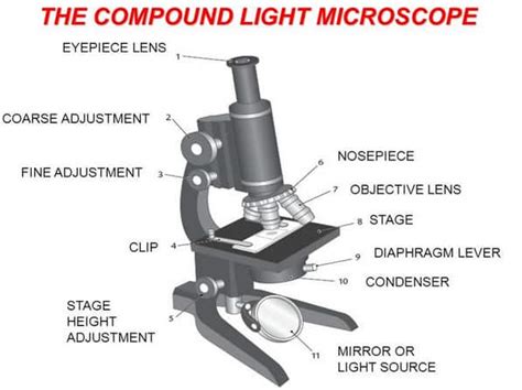 Image result for Compound Microscope Stage