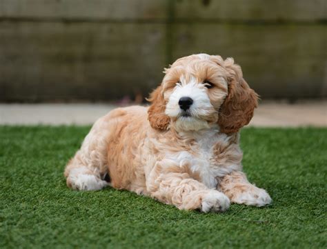 Afbeeldingsresultaten voor Cockapoo Adult Dogs